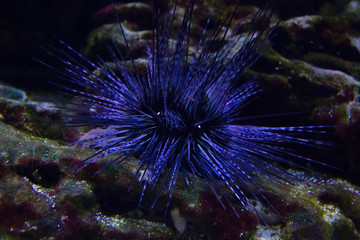 Fototapeta premium Live specimen of a reef urchin, Echinometra viridis, underwater.