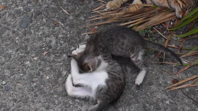 Two kittens play with tails