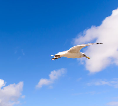 "A seegull in flight against the blue sky. "