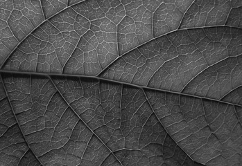 leaf texture black and white