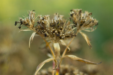 Close up drying flower