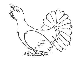 sketch of  grouse bird