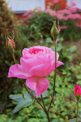 Lonely rose in the autumn garden