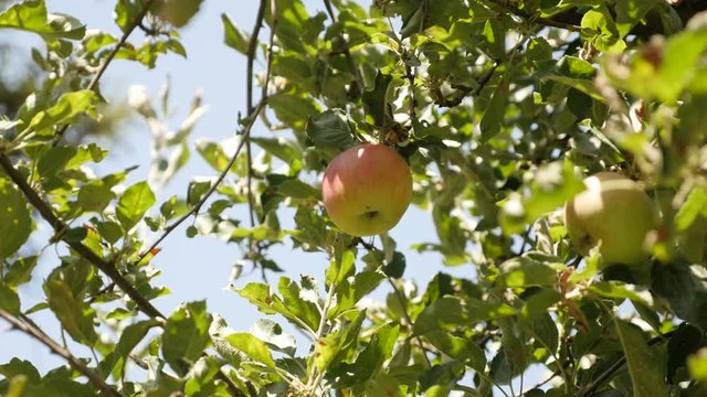 Fresh apple fruit hidden on tree branch - Close-up of organic Malus pumila orchard video