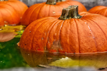 Pumpkin Water Fountain Floating Orange Autumn Fall Decoration Green Halloween