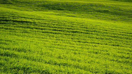 Pastoral green field with sun beams