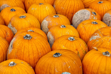 Pumpkins Closeup Many Group Multiple Background Texture Orange Halloween Autumn Fall Season Fresh