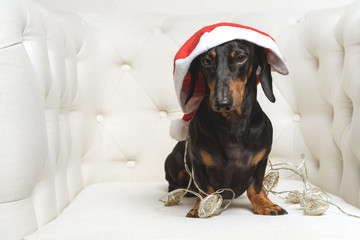 Adorable  dog (puppy) dachshund, black and tan, wearing Santa hat and wrapped in a New Year's garland, ready for Christmas, sits in a white armchair. toned