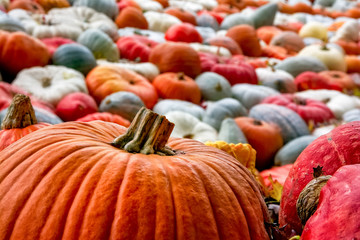 Sea Multi-Colored Pumpkins White Red Orange Decoration Autumn Fall Season Group Closeup Texture