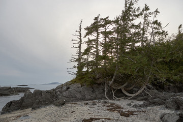 Trees on rocky shore of bay
