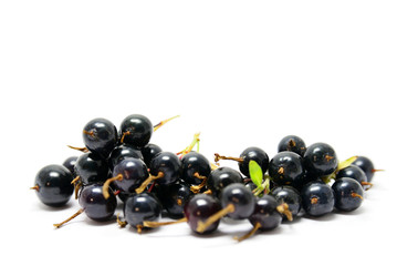 Back currant