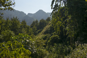 Elevated view of trees, Luang Prabang, Laos