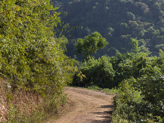 Fototapeta na wymiar Dirt road passing through forest, Luang Prabang, Laos
