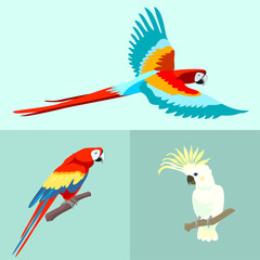 Flying Parrot Ara. Vector. © yulyyulia