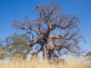 Huge African baobab tree growing on Kukonje Island in Botswana, Southern Africa