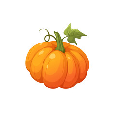 Ripe orange pumpkin icon isolated on white background. Fresh pumpkin vector illustration.