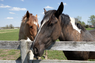 Two horses standing at farm fence