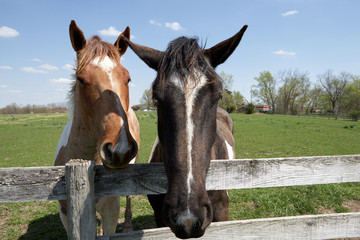 Two friendly horses peering over a farm fence