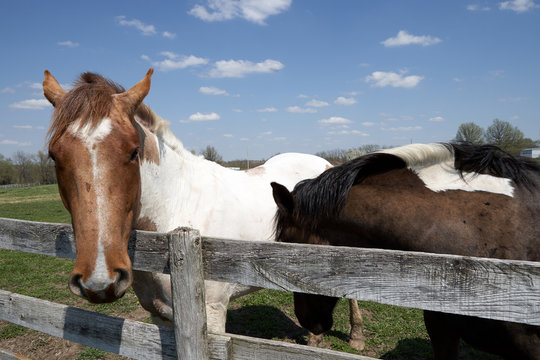 Two piebald horses at paddock fence