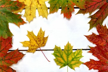 Autumn background with colorful leaves on a white wooden table.