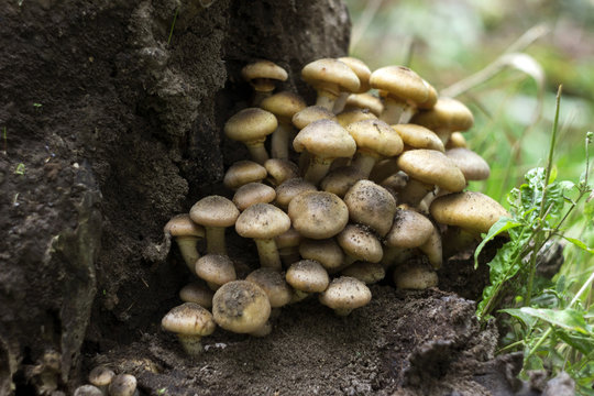Honey fungus (or Armillaria) on stump, mushrooms in forest