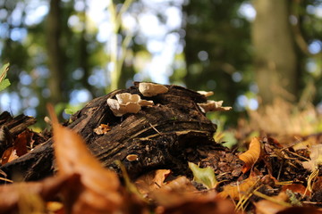 mushroom Pilze autumn herbst wald forest
