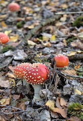Amanita muscaria mushrooms in a natural forest environment.Red toadstool on a forest background.