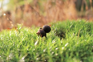 eichel samen wald moos forest seed weed