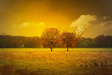 Fototapeta premium Romantische Herbstszene mit zwei Bäume auf einer Wiese