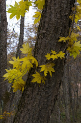 Yellow leaves on the maple during autumn