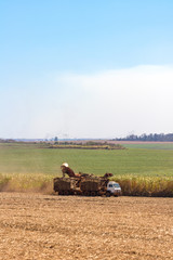 Obraz premium Harvesting of Sugar Cane field with combine in Brazil 