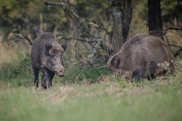 Male boar approches a rival