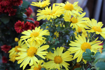 Yellow chrysanthemum in the garden - autumn flowers, small bushes, golden-daisy