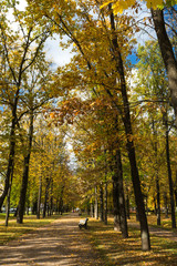 Naklejka premium The alley between trees in the park