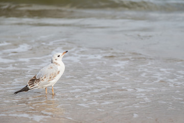 Close-up of an immature Common Black-headed Gull (Chroicocephalus ridibundus) at shoreline in daylight.
