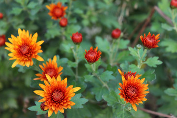 Orange mums - autumn flowers-bushes in the garden background. Many small flowers