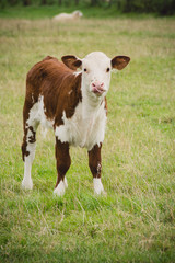 Young cow standing in field close to  Lacock village, Wiltshire, England, UK