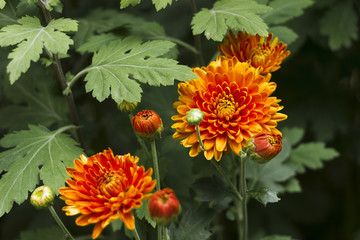 Orange mums - autumn flowers-bushes in the garden background