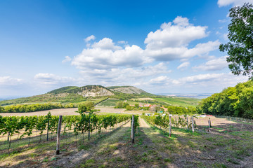 Fototapeta na wymiar Vineyard at Palava at czech republic, national park, wine and agriculture, summer sky with white clouds