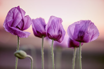 Lilac Poppy Flowers