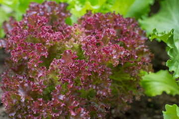 lettuce in the garden