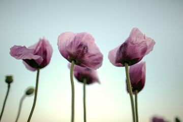Lilac Poppy Flowers