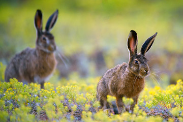 European hare stands in the grass and looking at the camera.  Lepus europaeus
