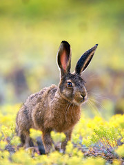 European hare stands in the grass and looking at the camera.  Lepus europaeus © Tatiana