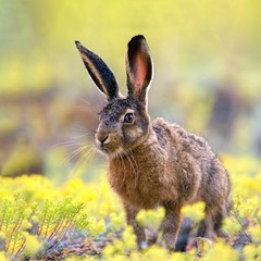 European hare stands in the grass and looking at the camera.  Lepus europaeus © Tatiana