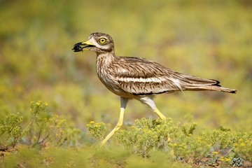 Eurasian stone curlew with prey on a beautiful background