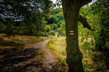 Obraz premium Tourist sign on tree near forest path, green grass, trees