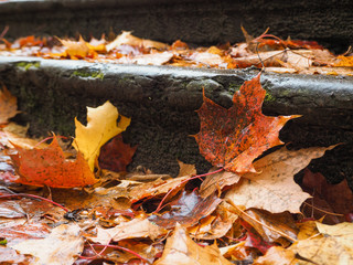 Autumn leaves on the stairs.
