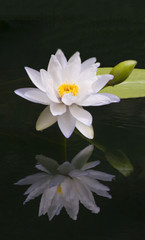 White Water Lily reflected