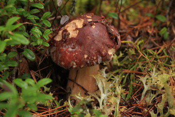mushroom in the forest